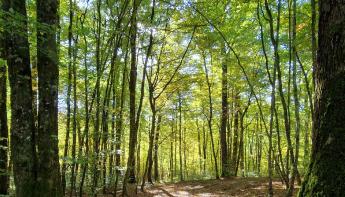 Foret d'Argonne