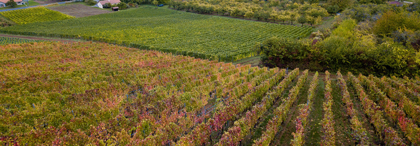 Vignoble des Côtes de Meuse