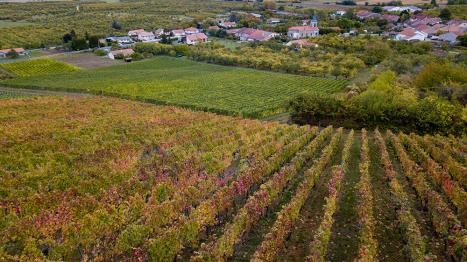 Vignoble des Côtes de Meuse