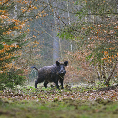 Sanglier Meuse