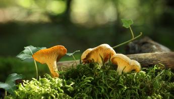 Girolles champignon