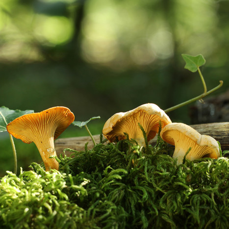 Girolles champignon