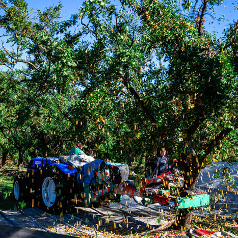 Mirabelles de Meuse