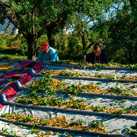 Mirabelles de Meuse