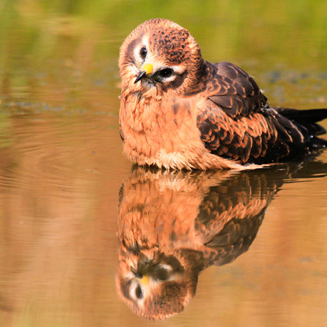 Oiseau Meuse