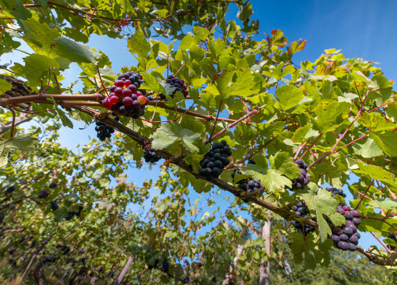 Vignoble Cotes de Meuse
