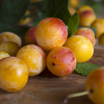 Mirabelles de Lorraine