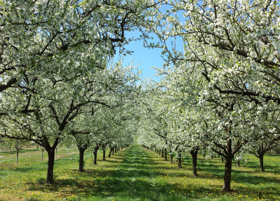 Verger de mirabelliers en fleurs