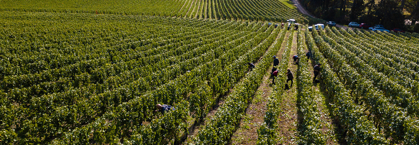 Vignoble