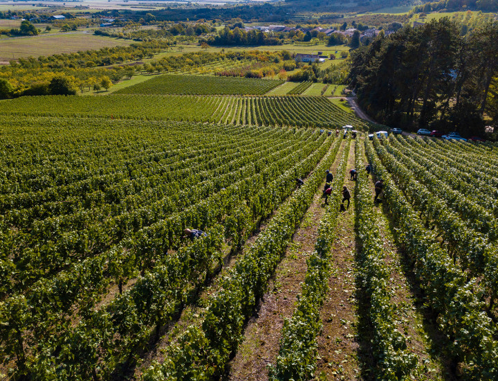 Vignoble
