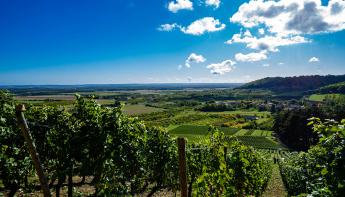 Vignobles des Côtes de Meuse