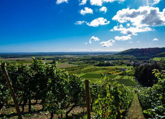 Vignobles des Côtes de Meuse