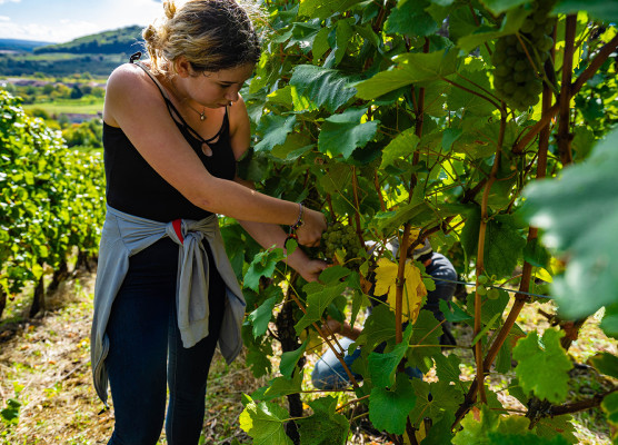 Vignoble Cotes de Meuse