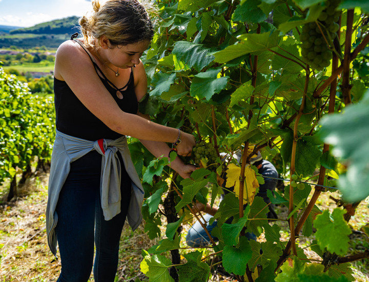 Vignoble Cotes de Meuse