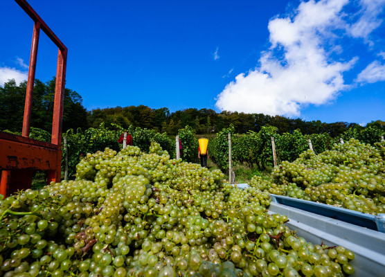 Vignoble Cotes de Meuse
