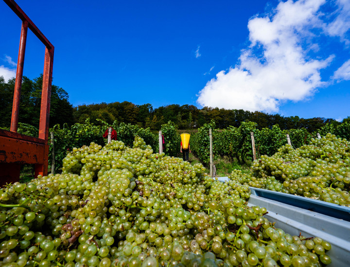 Vignoble Cotes de Meuse