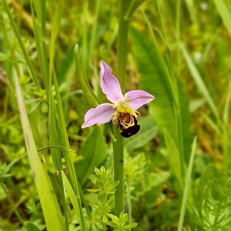 ophrys-abeille_135144_af
