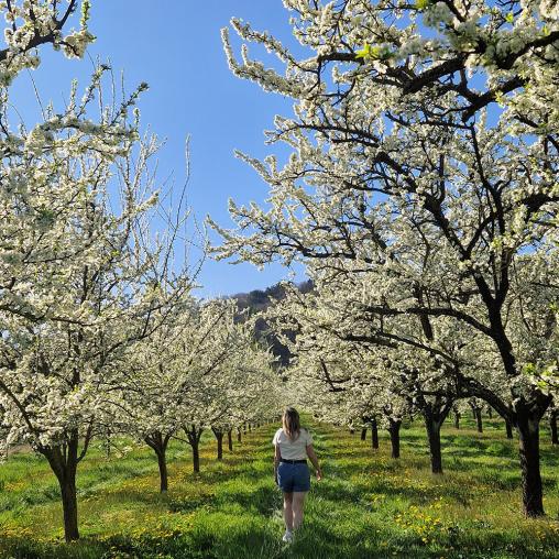 Vergers mirabelliers fleurs Côtes de Meuse