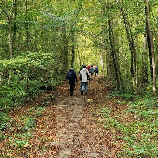 foret automne