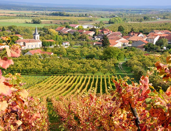 Domaine de Montgrignon
