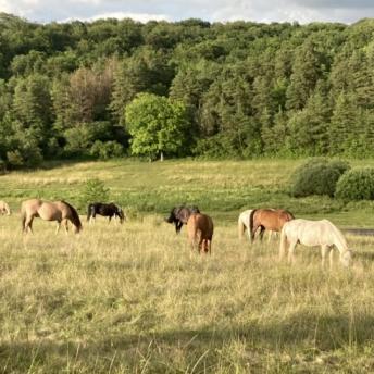 Ferme équestre Le Rupt