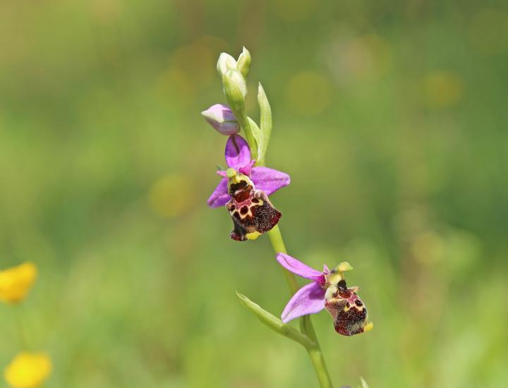 © Marie JACQUINET/Tourisme Grand Verdun