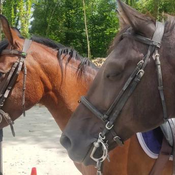 Centre équestre la Chèvrerie