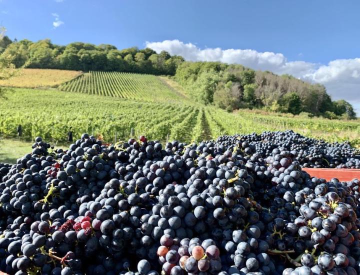 Domaine de Montgrignon