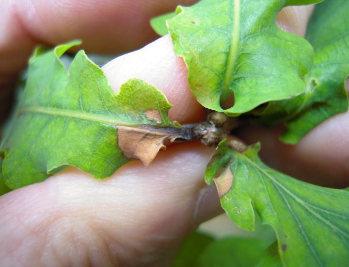 © Marie JACQUINET