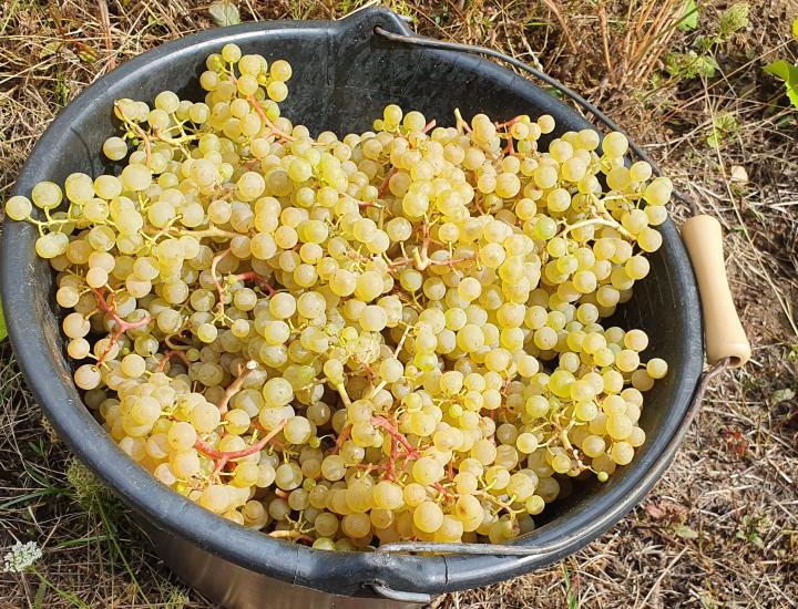 Domaine de la Goulotte