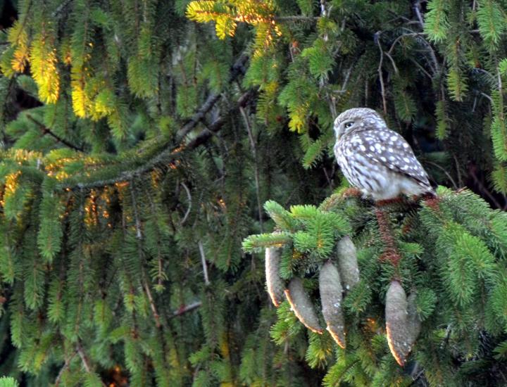 Au Logis des Chouettes