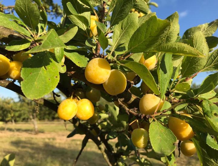 La Grange aux Mirabelles