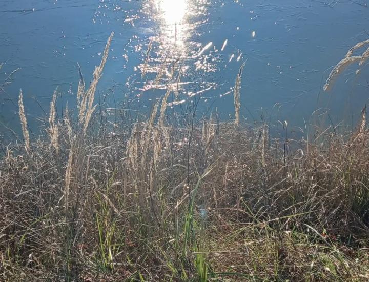 Etang de la Libellule