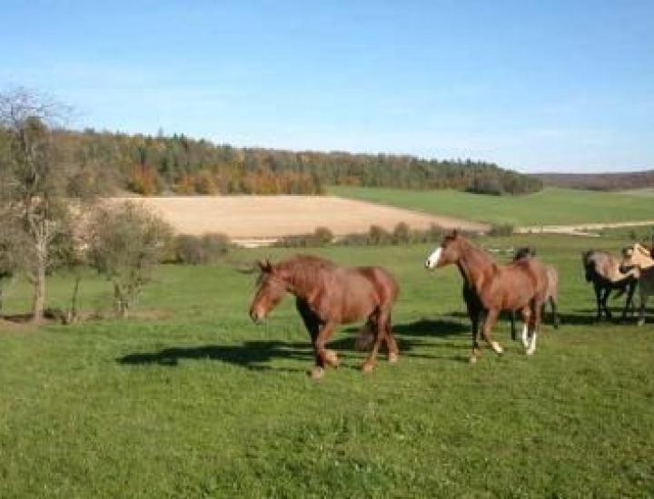 Ferme équestre Le Rupt