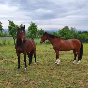 Centre équestre militaire