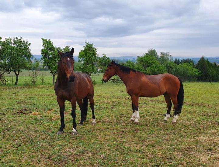Centre équestre militaire