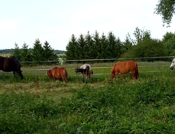 Ponytoi